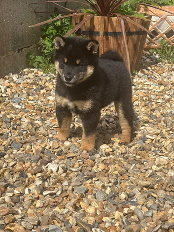 Champion line female Shiba Inu puppy