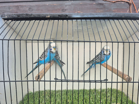 Male budgies available