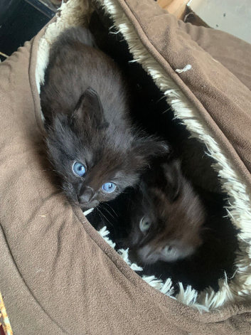 9 weeks old kittens