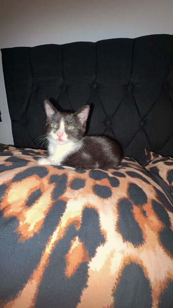 Female tabby