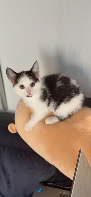 Lovely female black and white kitten