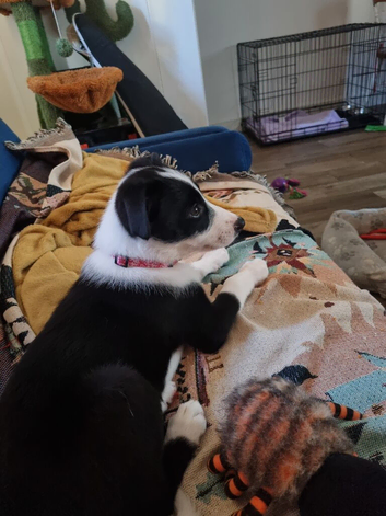 Forever home