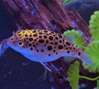 Pufferfish
