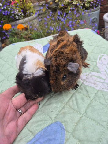 Beautiful Baby Guinea Pig Sows