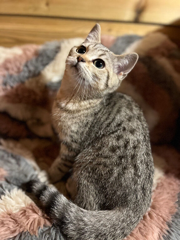 Gccf Handsome male British shorthair kitten