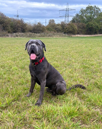Temporary foster home needed
