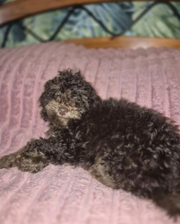 2 stunning cockapoo puppies