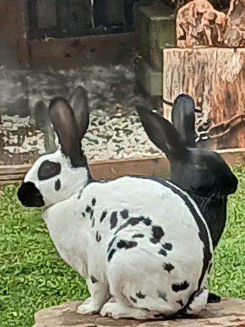 Enlish spot rabbits black