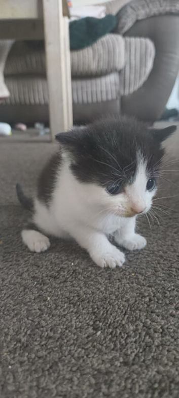 Kittens