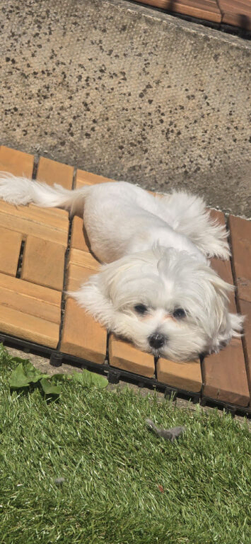 Miniature Maltese
