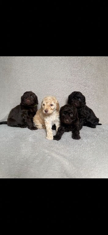 f1b cockapoos