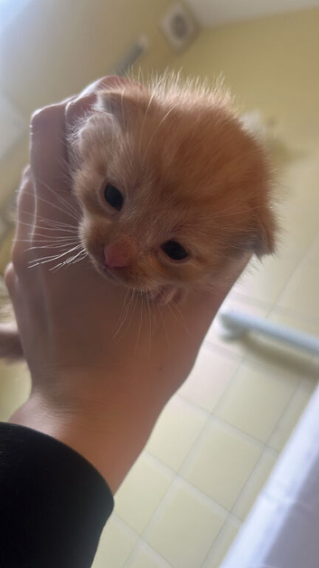 mixed kittens