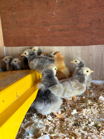 Silver laced orpington chicks 3 days old pic of parents on ad