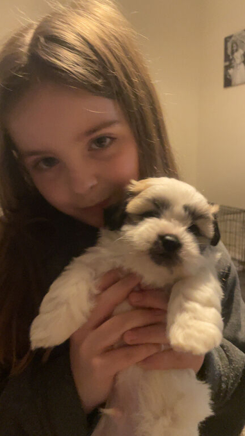 Shi tzu mixed bichon frise