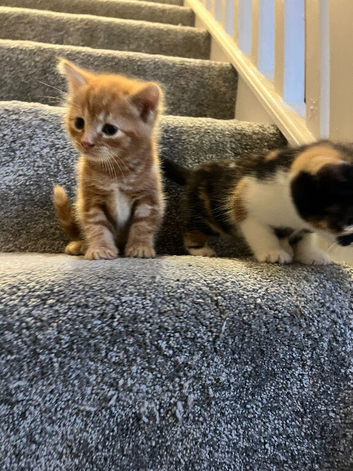Lovely kittens ready for new home