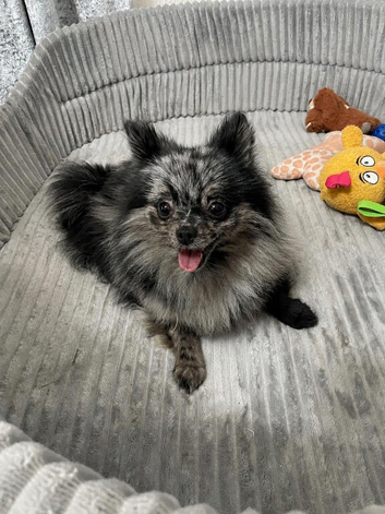 Beautiful Pomeranian Merle Female