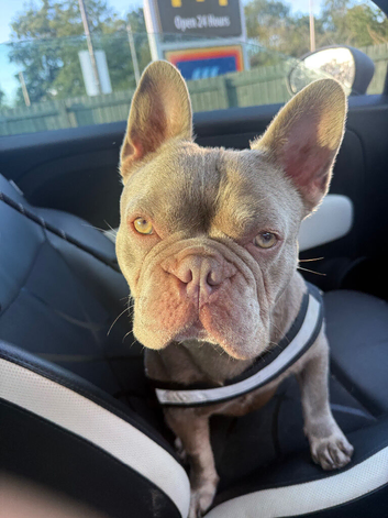 Isabella French Bull dog