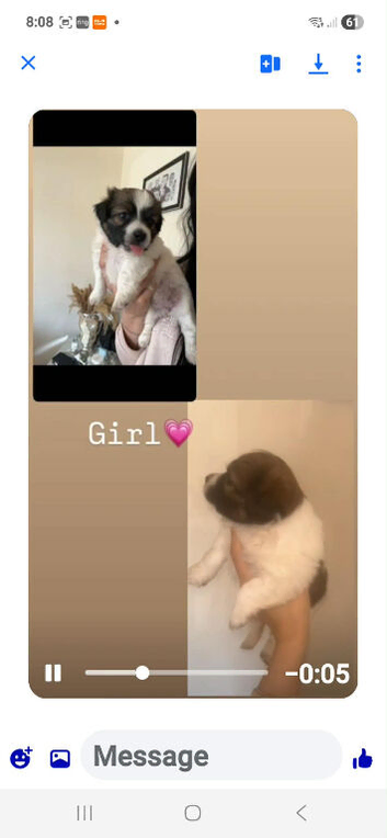 Shitzu cross Pomeranian puppie girls
