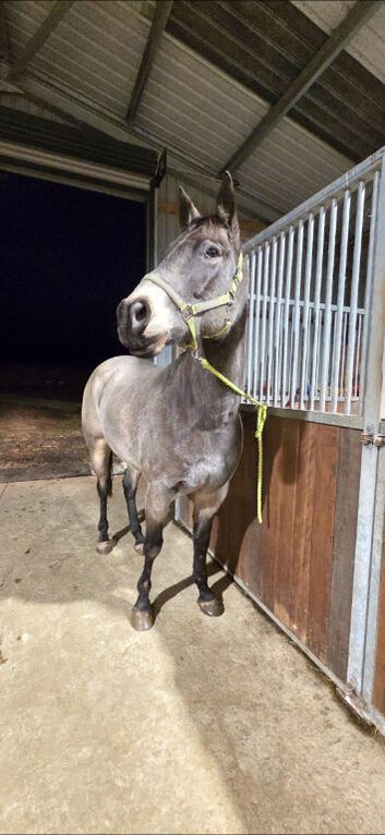 2019 partbred american quarter horse gelding