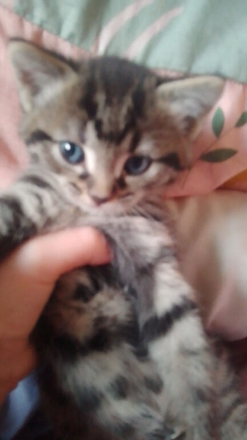 Kittens for sale