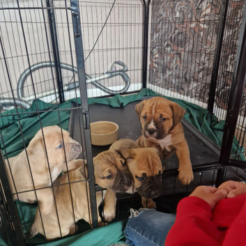 Mastiff pups