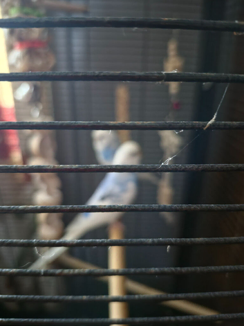 Two budgies forsale