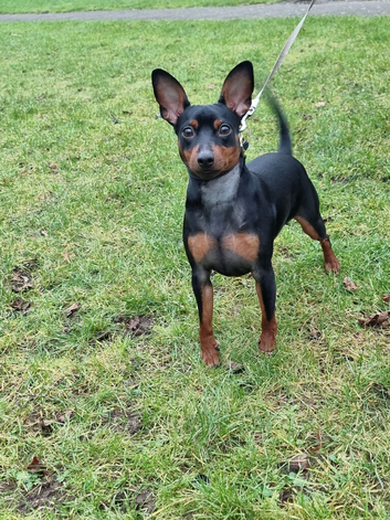 Male Miniature Pinscher &ndash; 12 Months &ndash; Show Quality