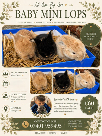 BABY MINI LOPS