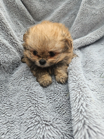 Shiranian puppies looking for there forever home