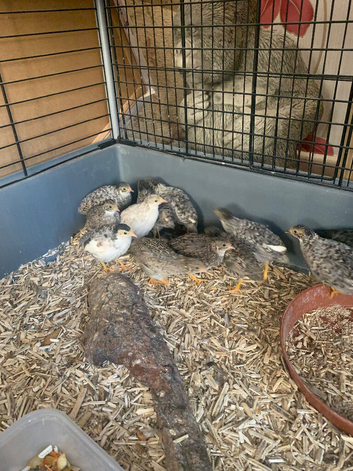4 week old button quail