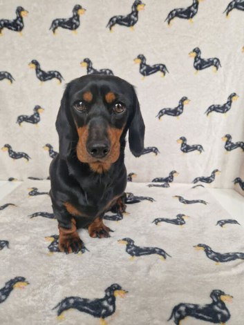 Beautiful home-reared Miniature Dachshund Puppies