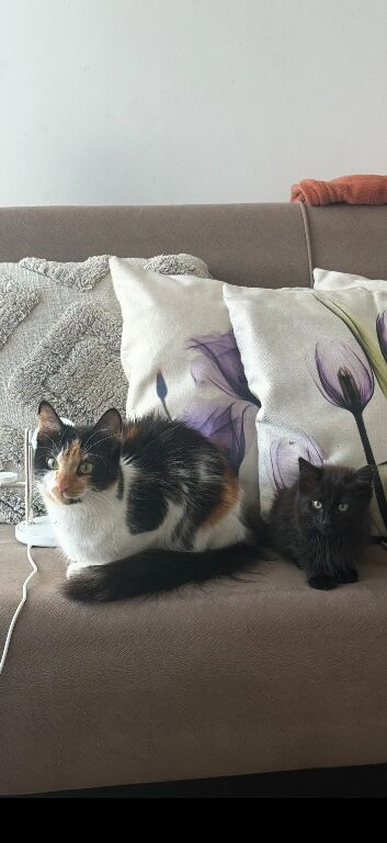Kittens