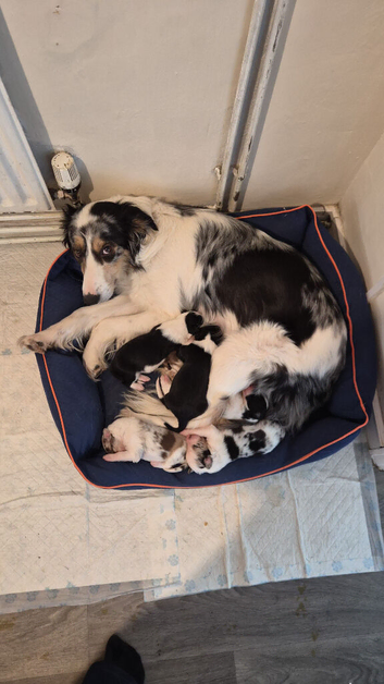 Border collie puppies