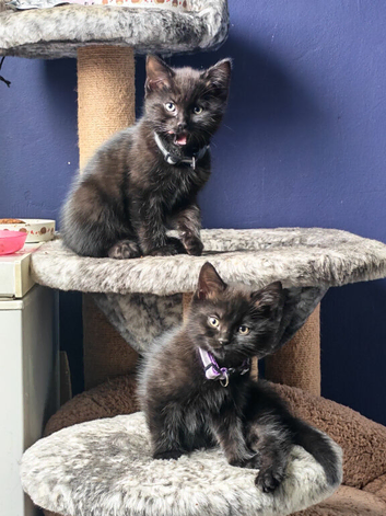 Gorgeous Black & Grey Boys Ready Now!