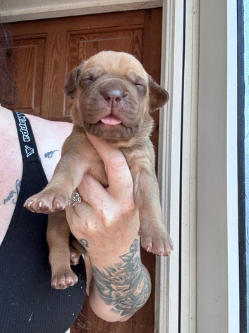 Dogue de Bordeaux x Cane corso puppies