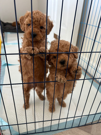Toy poodle boys ready for forever homes
