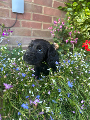 Beautiful little girl
