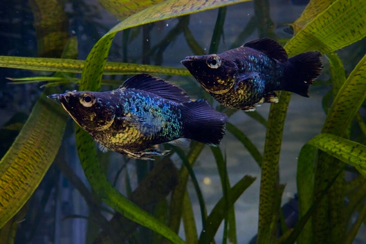 Mix of imported male guppy & molly