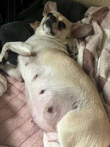 Chug x jack Russel pups
