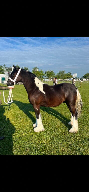 Beautiful colored cob colt