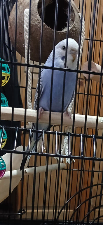 Blue Budgie around 10 weeks old