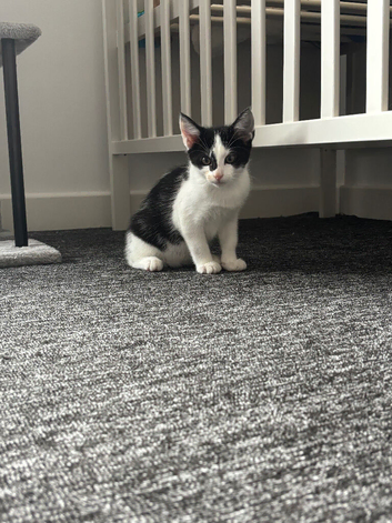 Female kitten 12 weeks