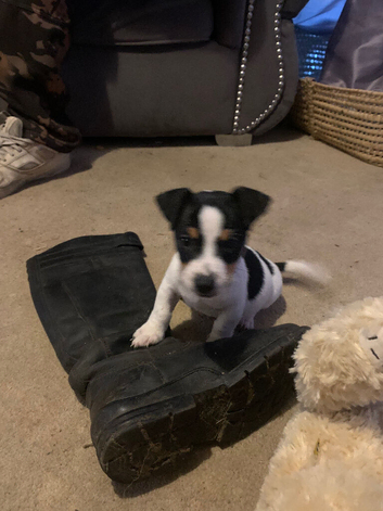 Small tri jack Russell