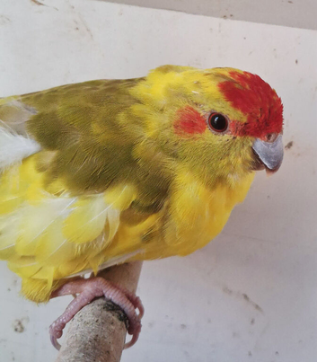 Kakariki cinnamon pied hen
