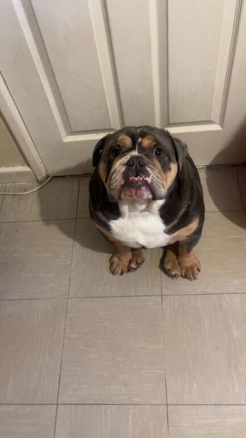 english bulldog