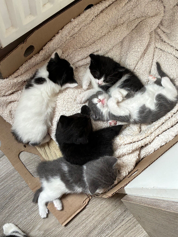 Beautiful kittens ready for new home