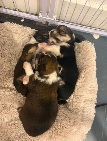 Chorkie puppies