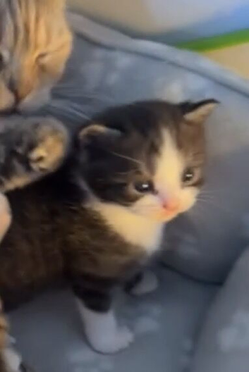 british shorthair cross domestic