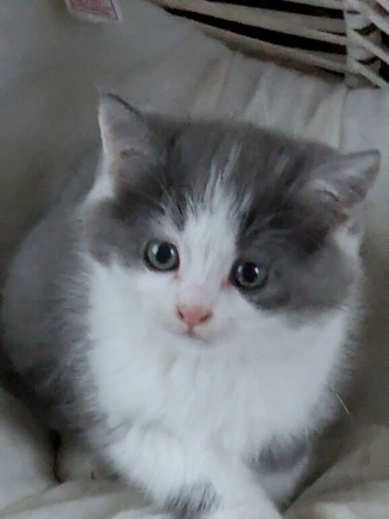 STUNNING PEDIGREE CHINCHILLA PERSIAN CROSS BRITISH SHORTHAIR KITTENS