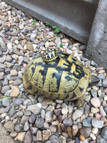 HERMANN Tortoise babies